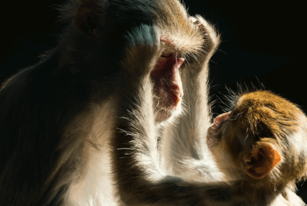 Mother and baby monkey Gentle Parenting